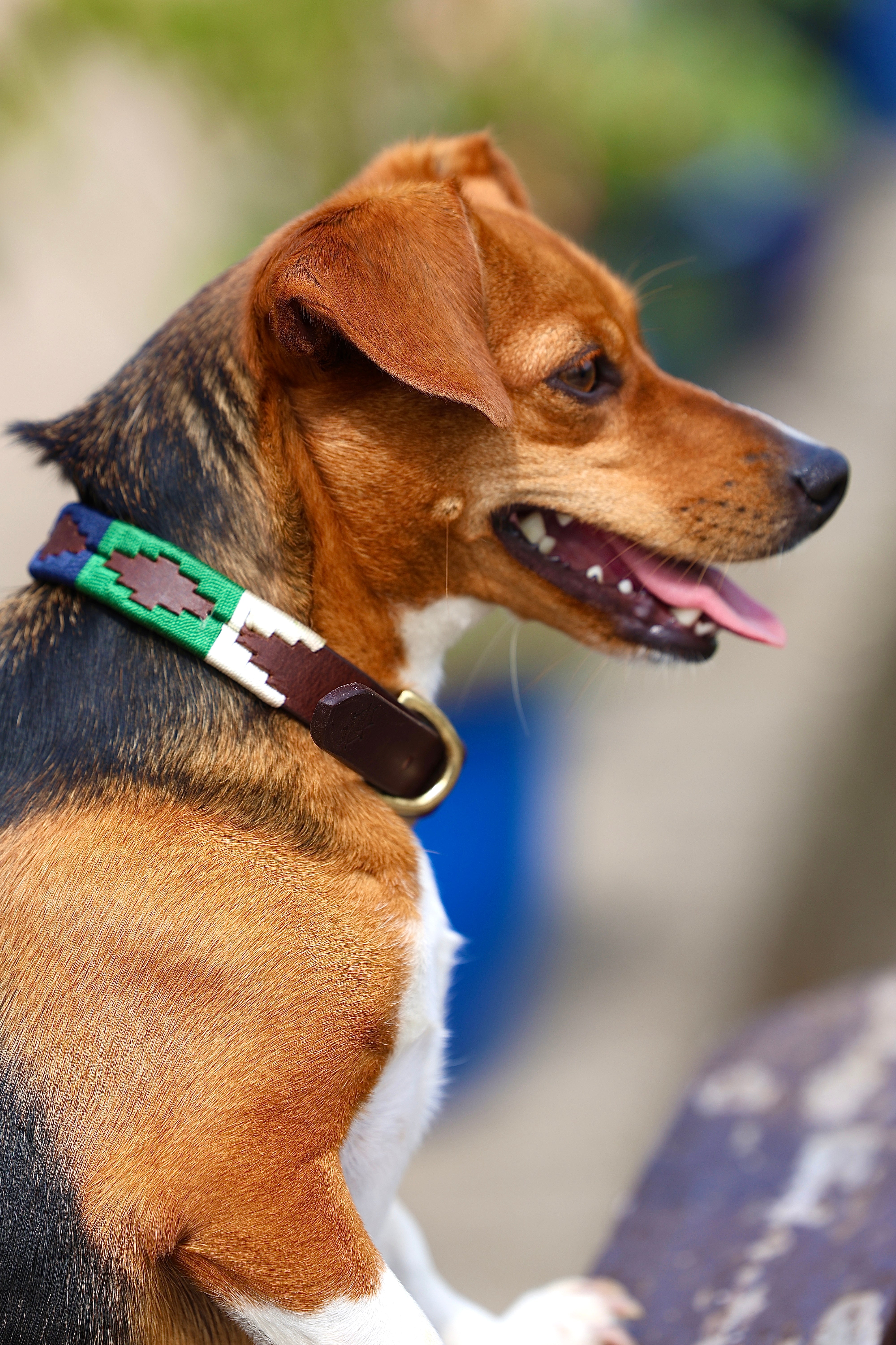 Gaucho Dog Collar