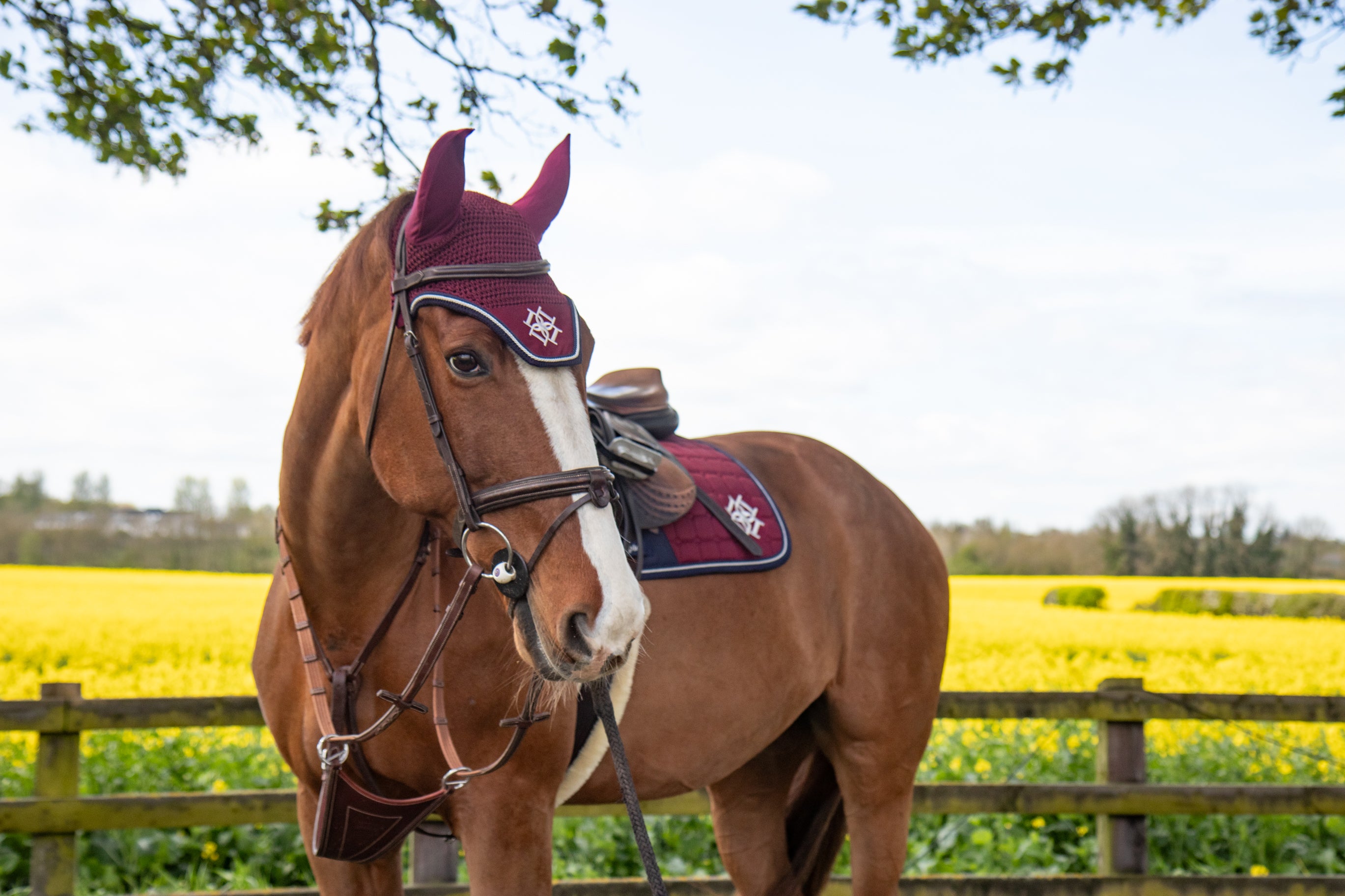 Horse wearing Dapple Equestrian Burgundy Fly Veil and Saddle Pad standing in front of a yellow field