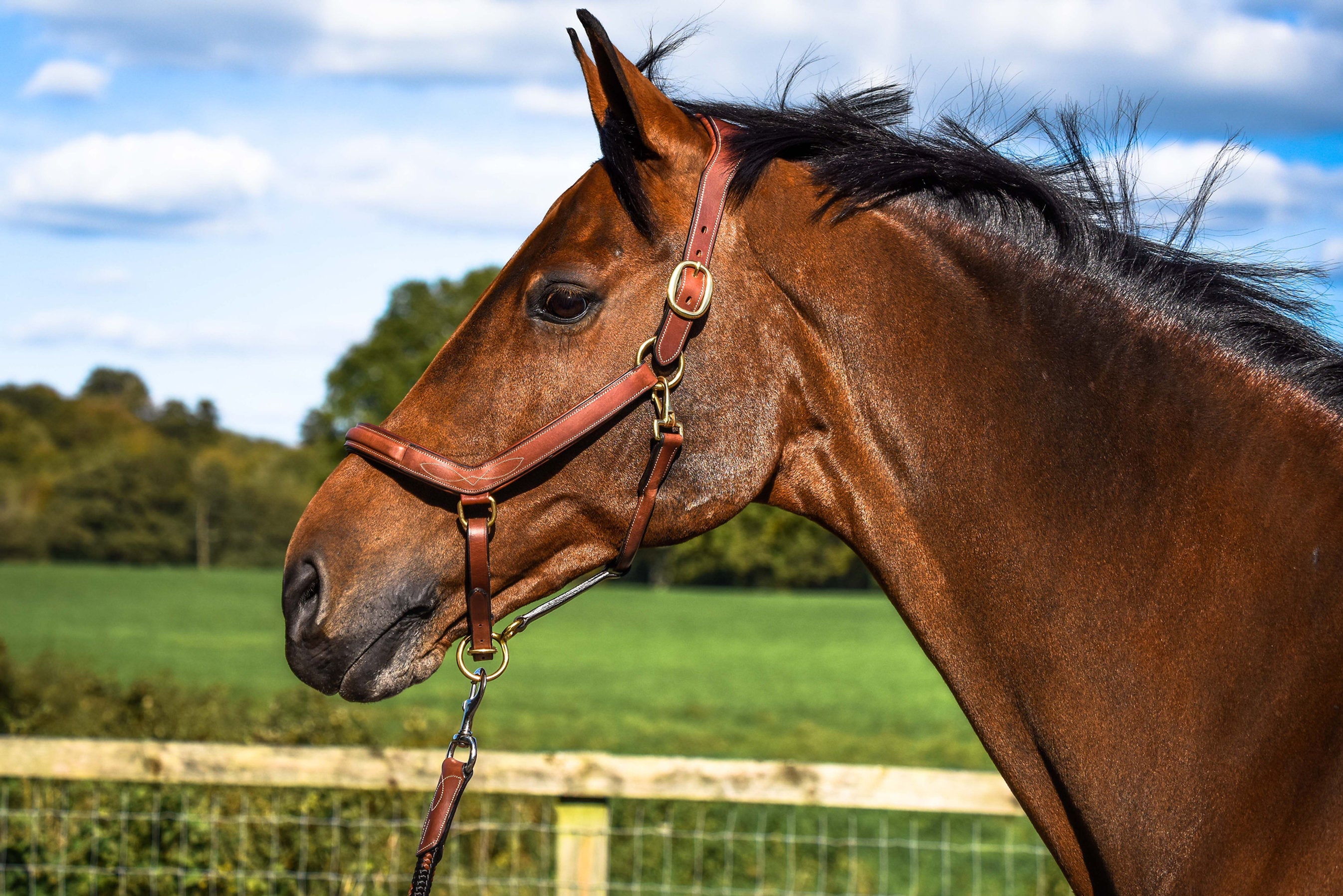 Dapple Comfort Halter