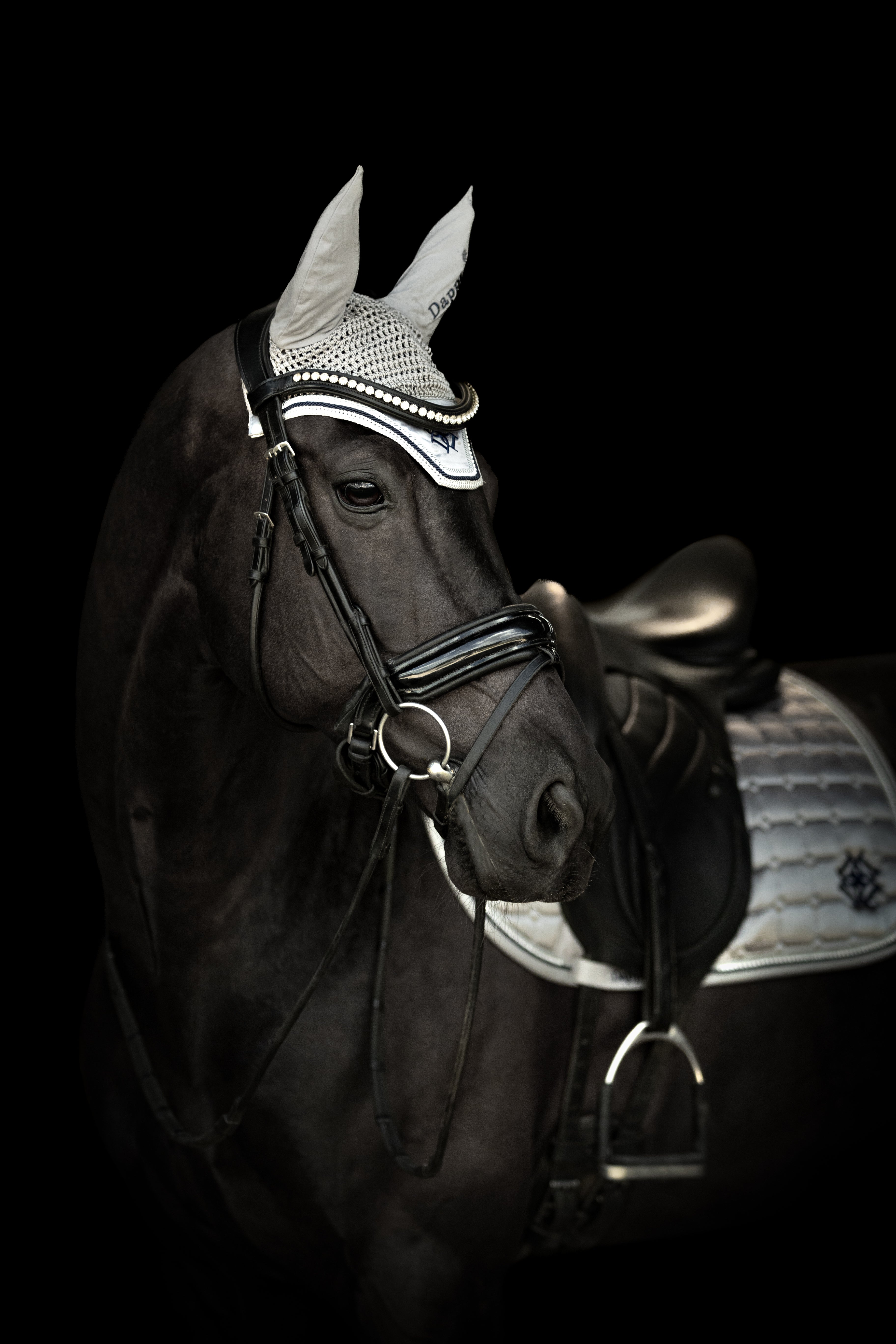 Black horse wearing Arctic Silver Fly Veil