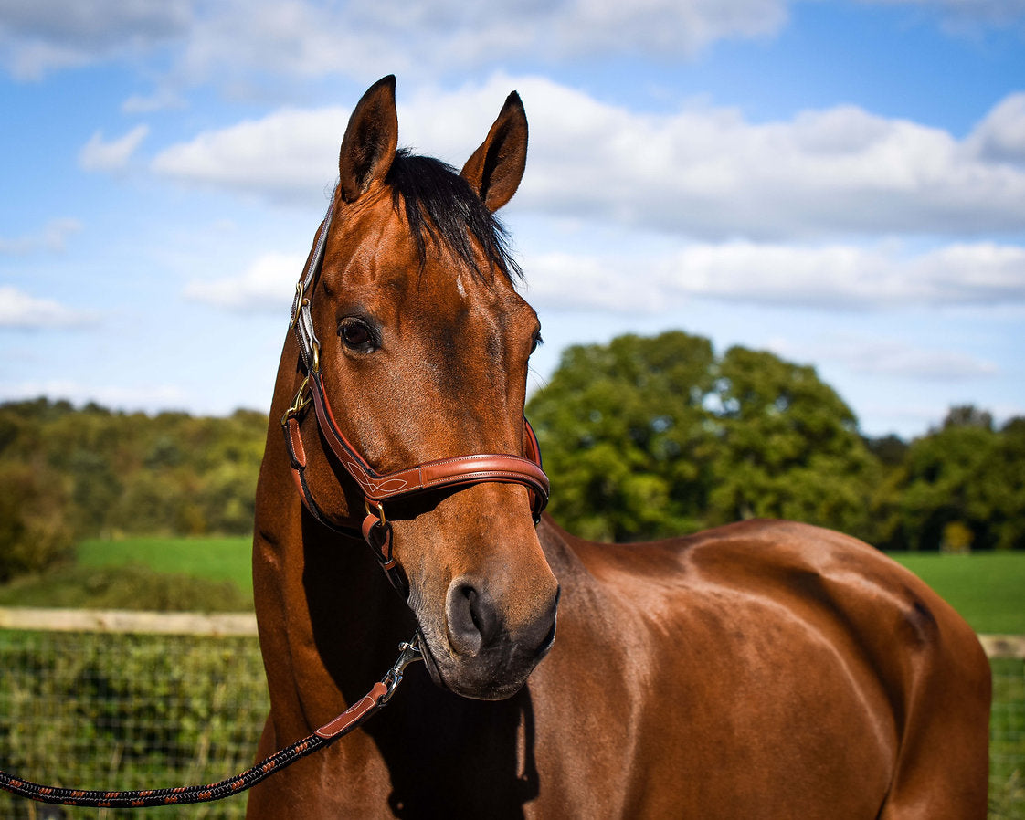 Dapple Equestrian Comfort Halter on Horse