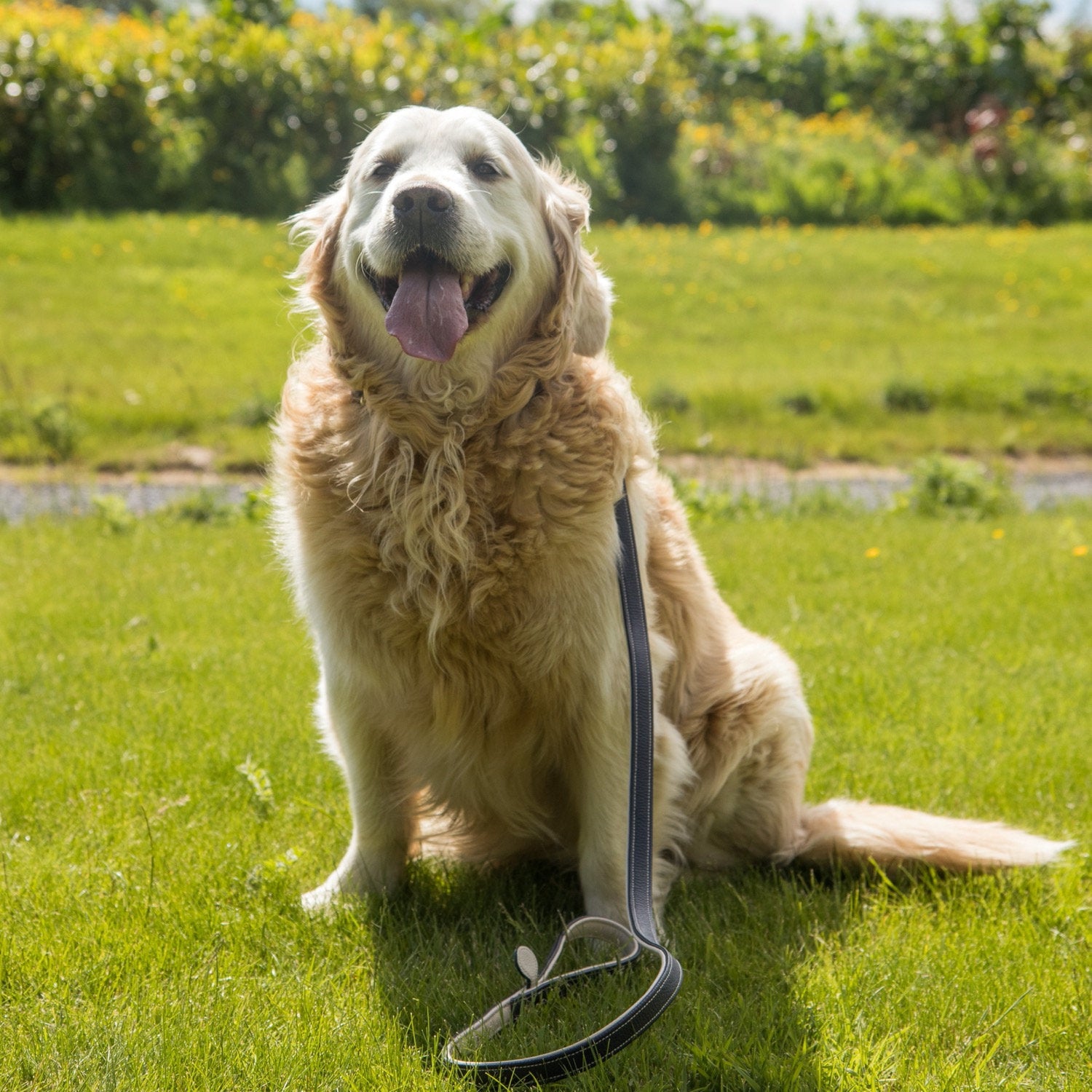 Golden Retriever wearing Dapple Navy and cream Leather Collar