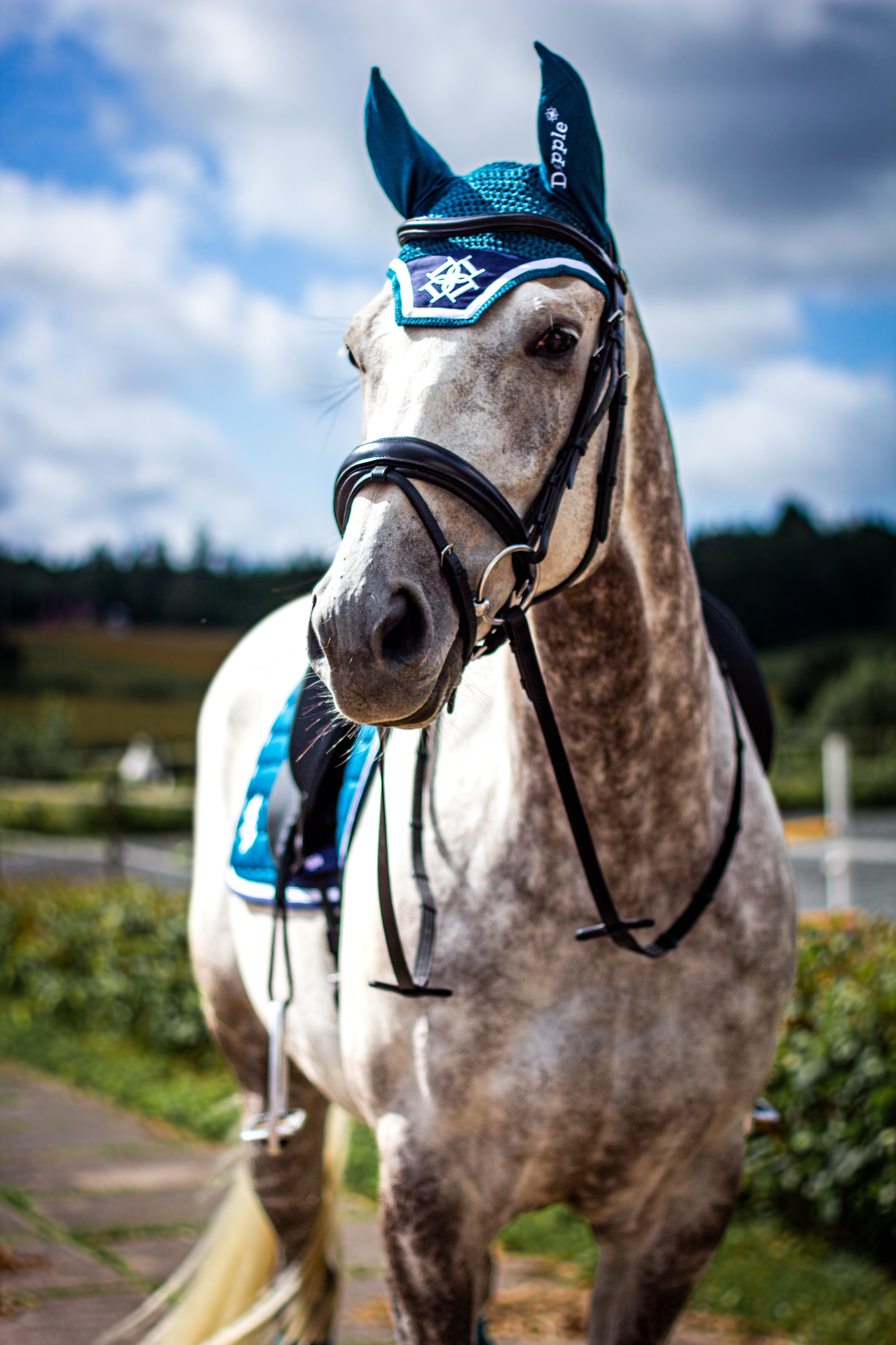 Dapple Grey horse wearing a Dapple Equestrian Teal Fly Veil