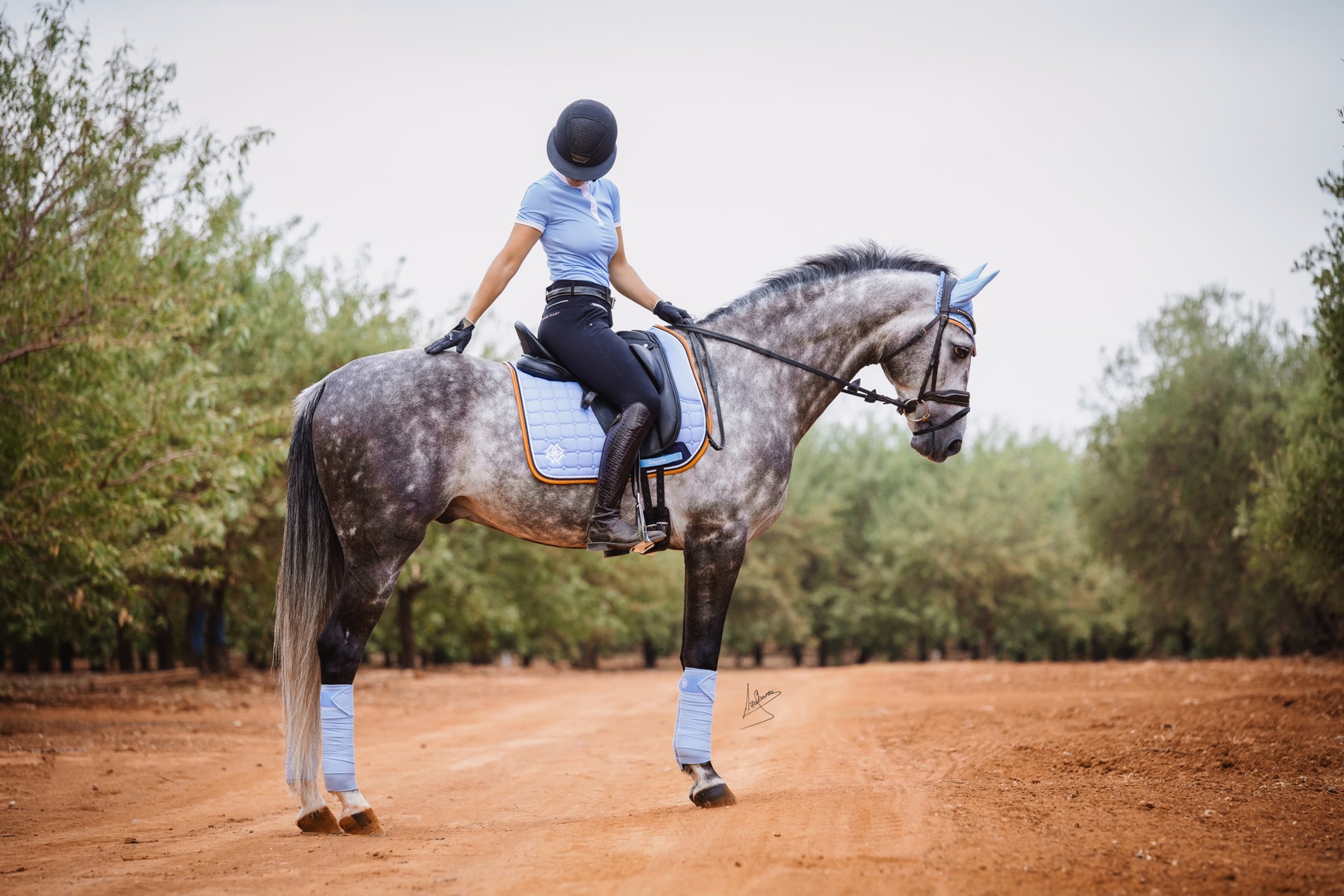 Spanish Dressage Rider Carmen Alanis in the Dapple Equestrian Show Shirt on a Dapple Grey Horse in Sky Blue Saddle Pad