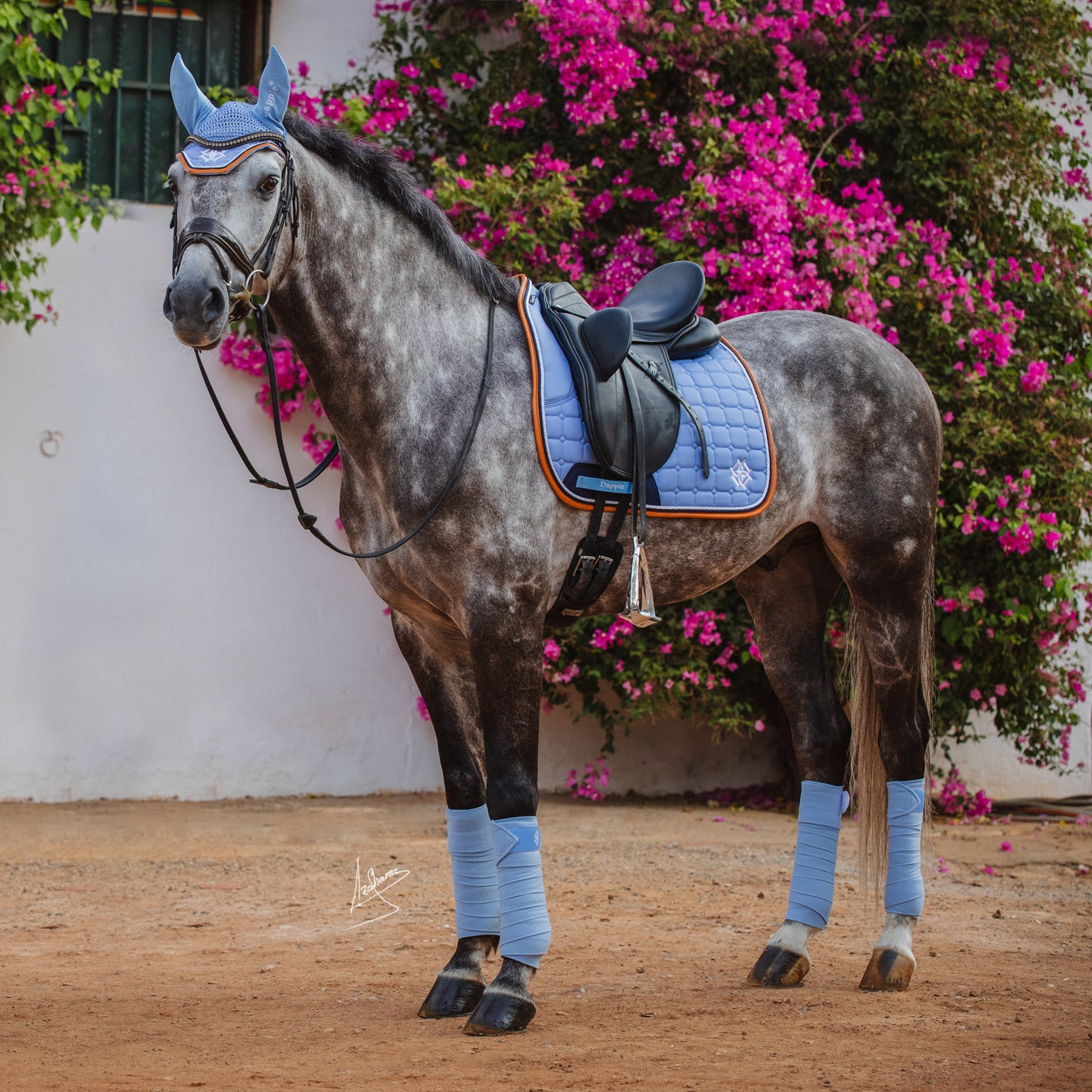 Dressage dapple Grey horse in Dapple Equestrian full matching set