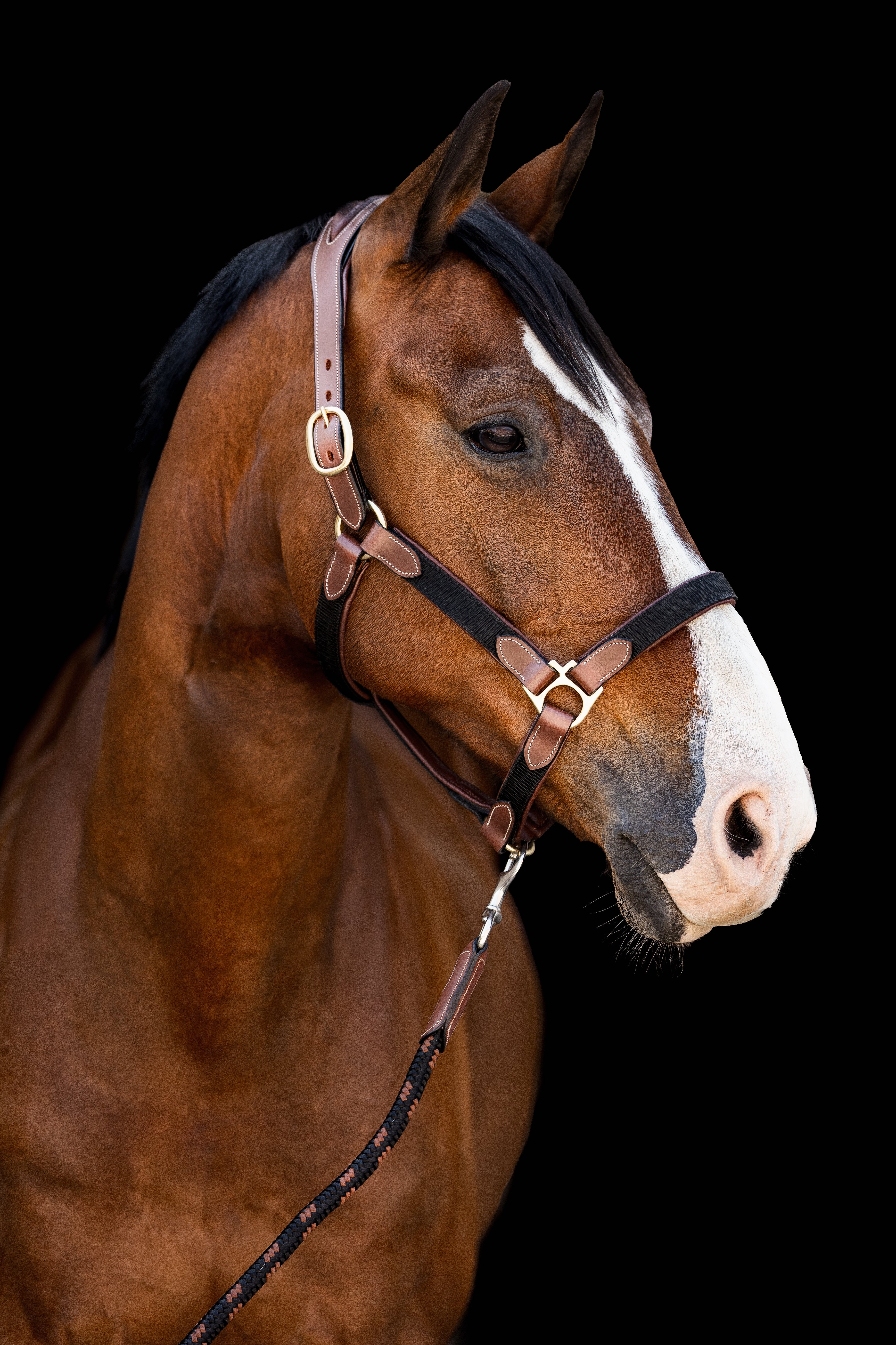 Horse headshot wearing Dapple Nylon & Leather Head Collar