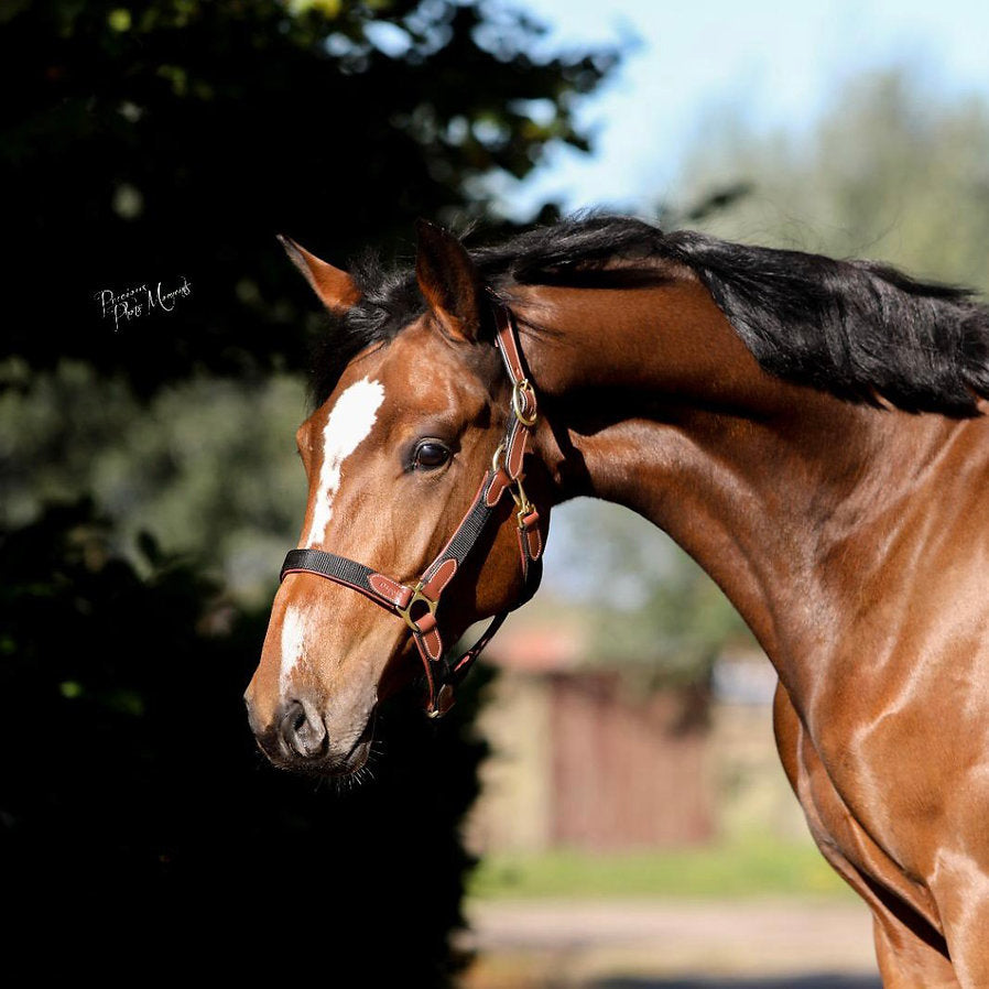 Dapple Equestrian Nylon & Leather Head Collar on Horse head