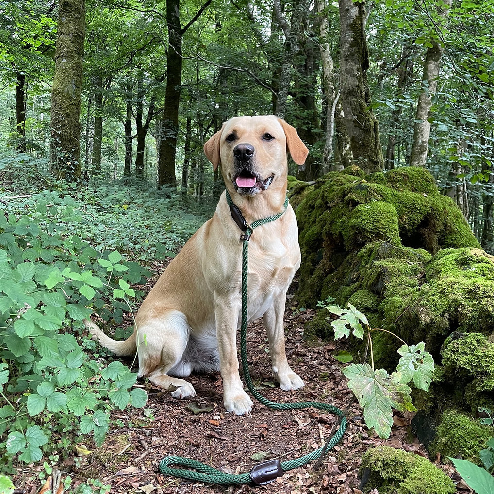Labrador wearing green slip lead