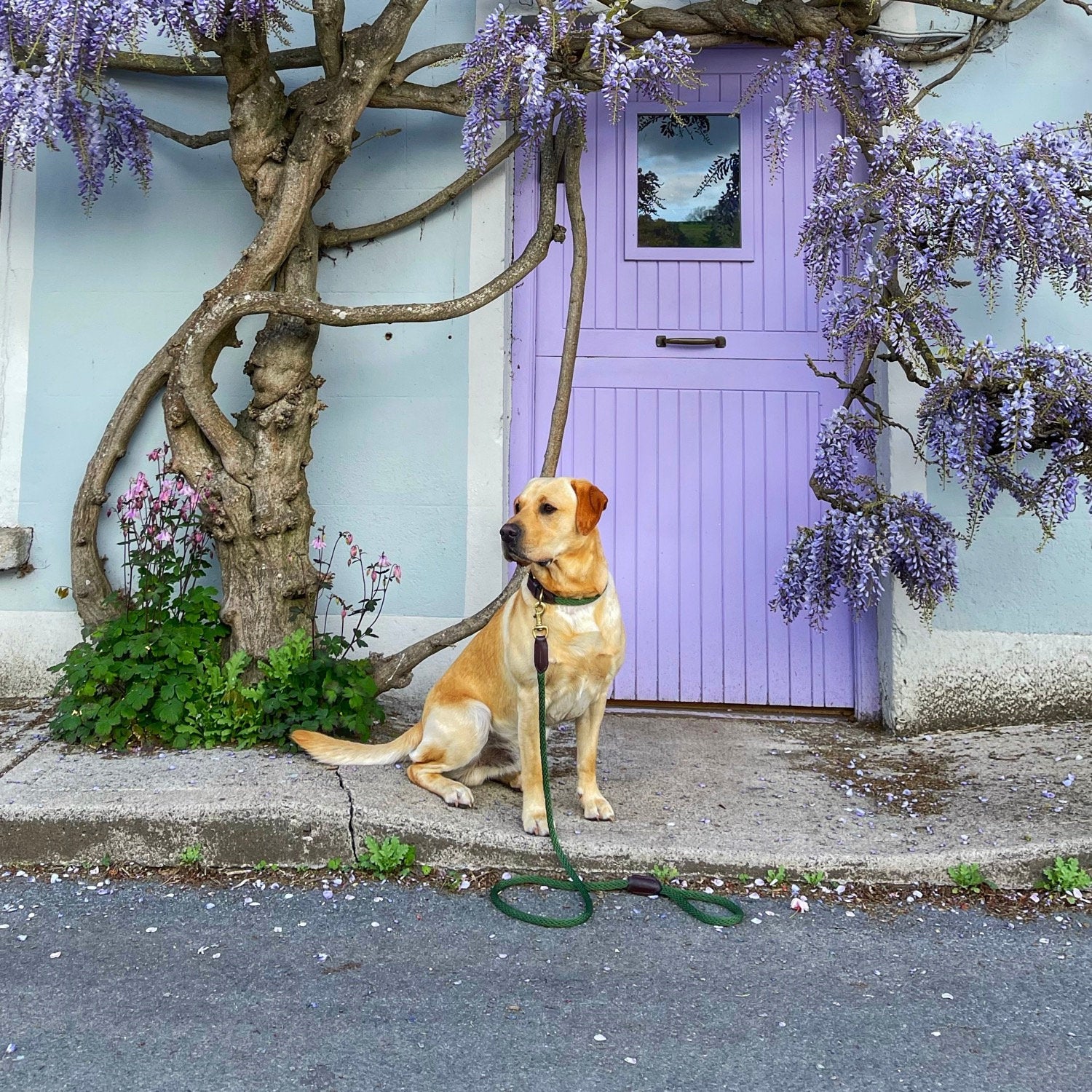Labrador in front of a wisteria cottage wearing Forest Green Country Pet Collar and Lead