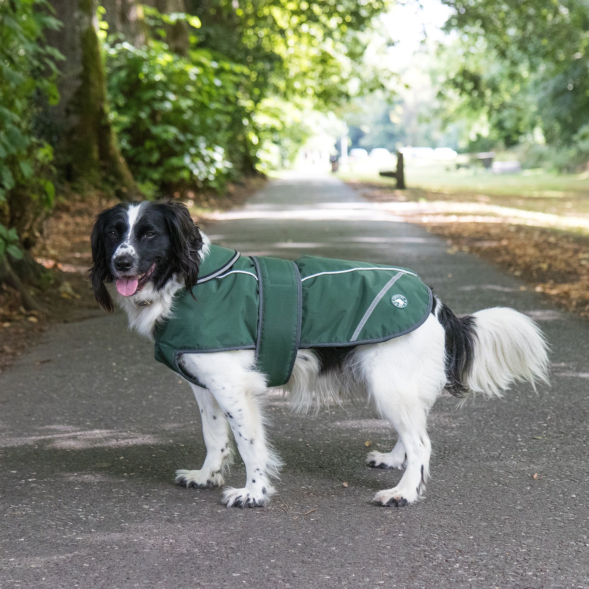 Black and White Spaniel wearing Green Waterproof Dog Coat