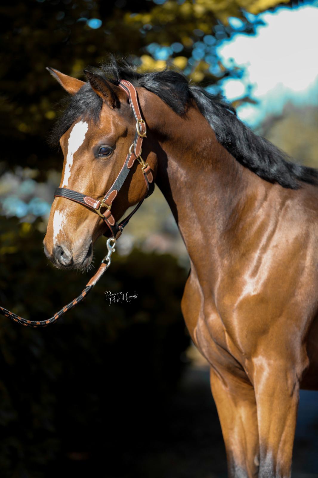 Nylon & Leather Head Collar and Leadrope
