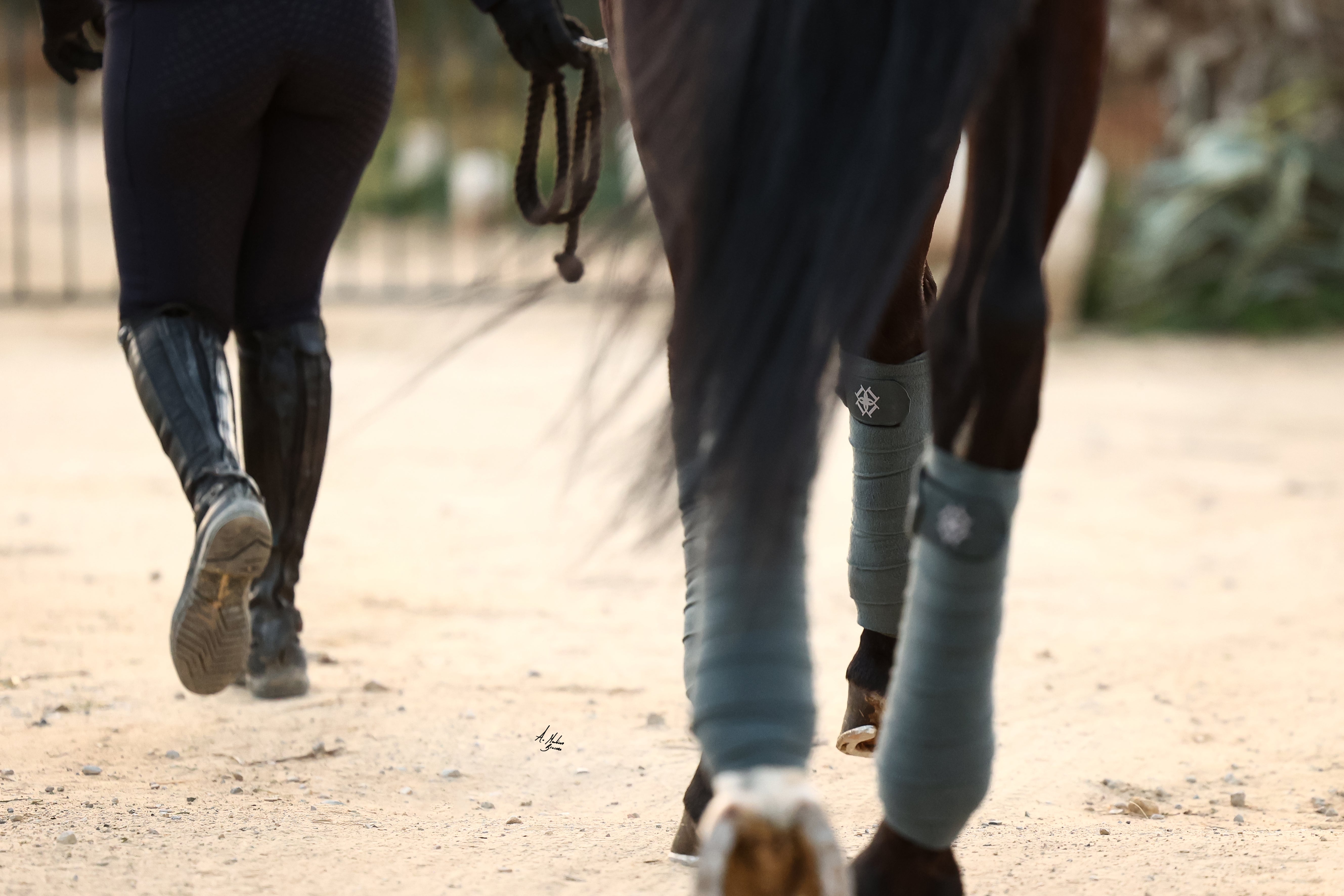Horse legs wearing Dapple Pine Polo Bandages