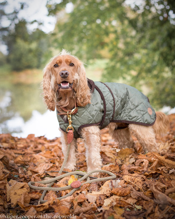 Cocker Spaniel wearing green Country Pet quilted dog coat