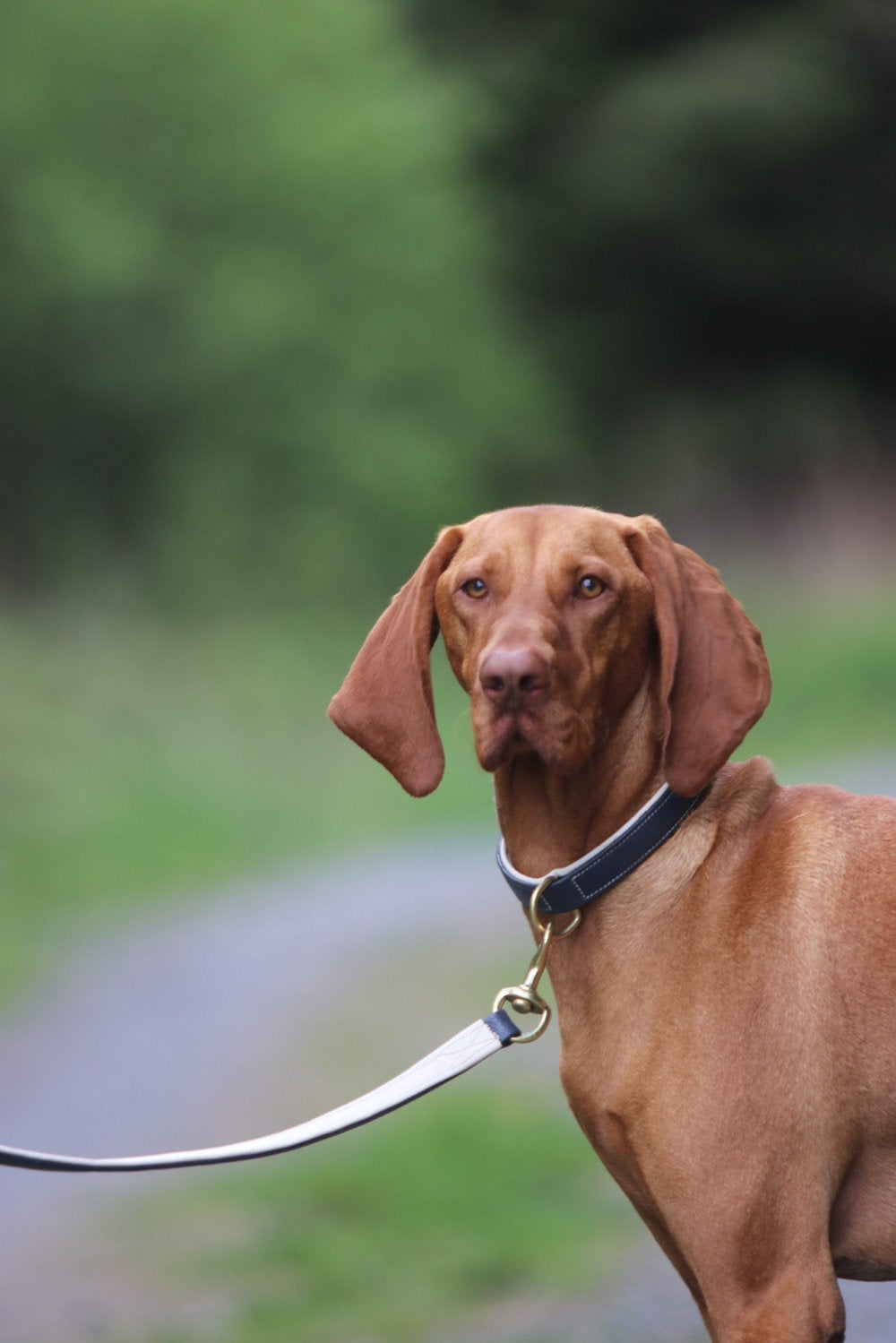 Vizsla wearing Dapple Navy and cream Leather Collar