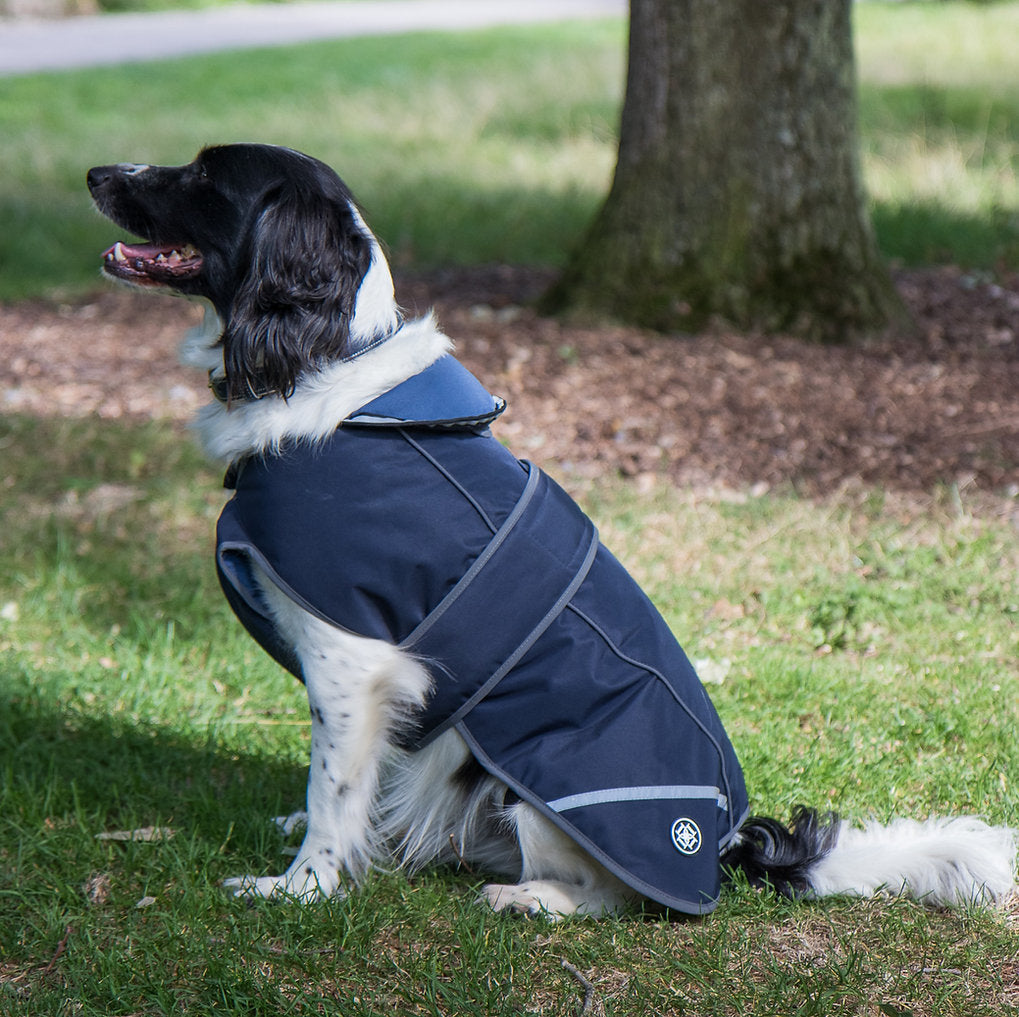 Black and White Spaniel wearing Green Waterproof Dog Coat