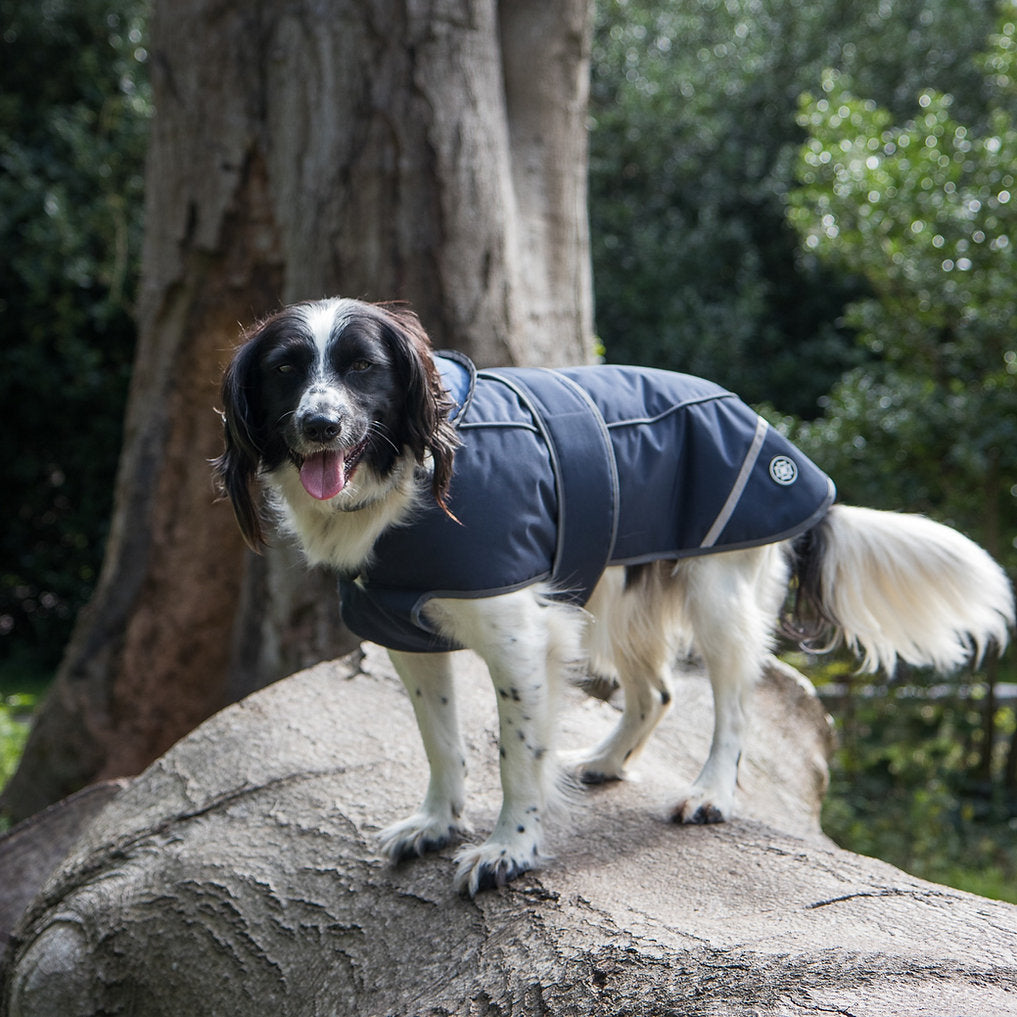 Black and White Spaniel wearing Navy Waterproof Dog Coat