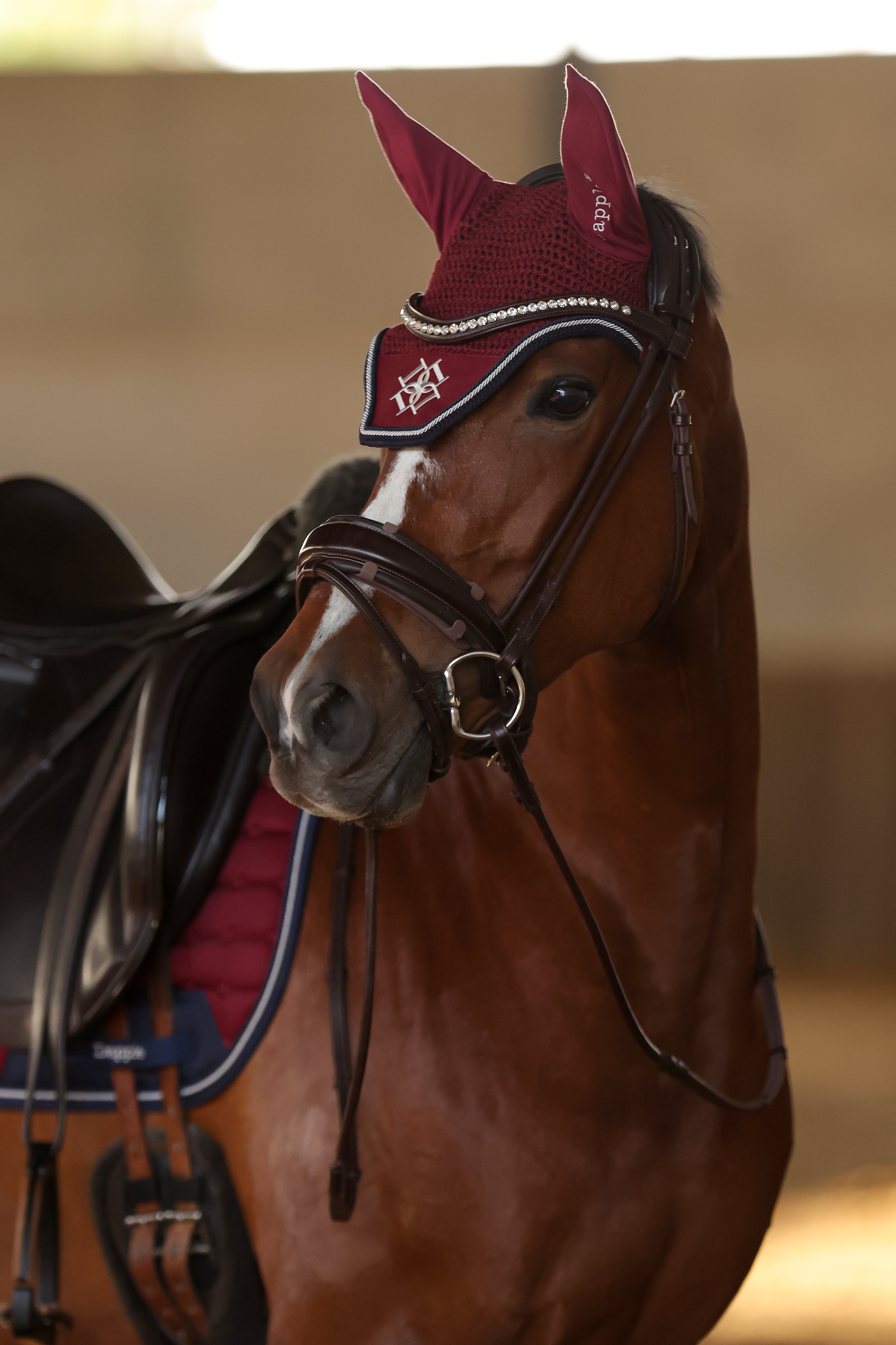 Horse wearing Dapple Equestrian Burgundy Fly Veil