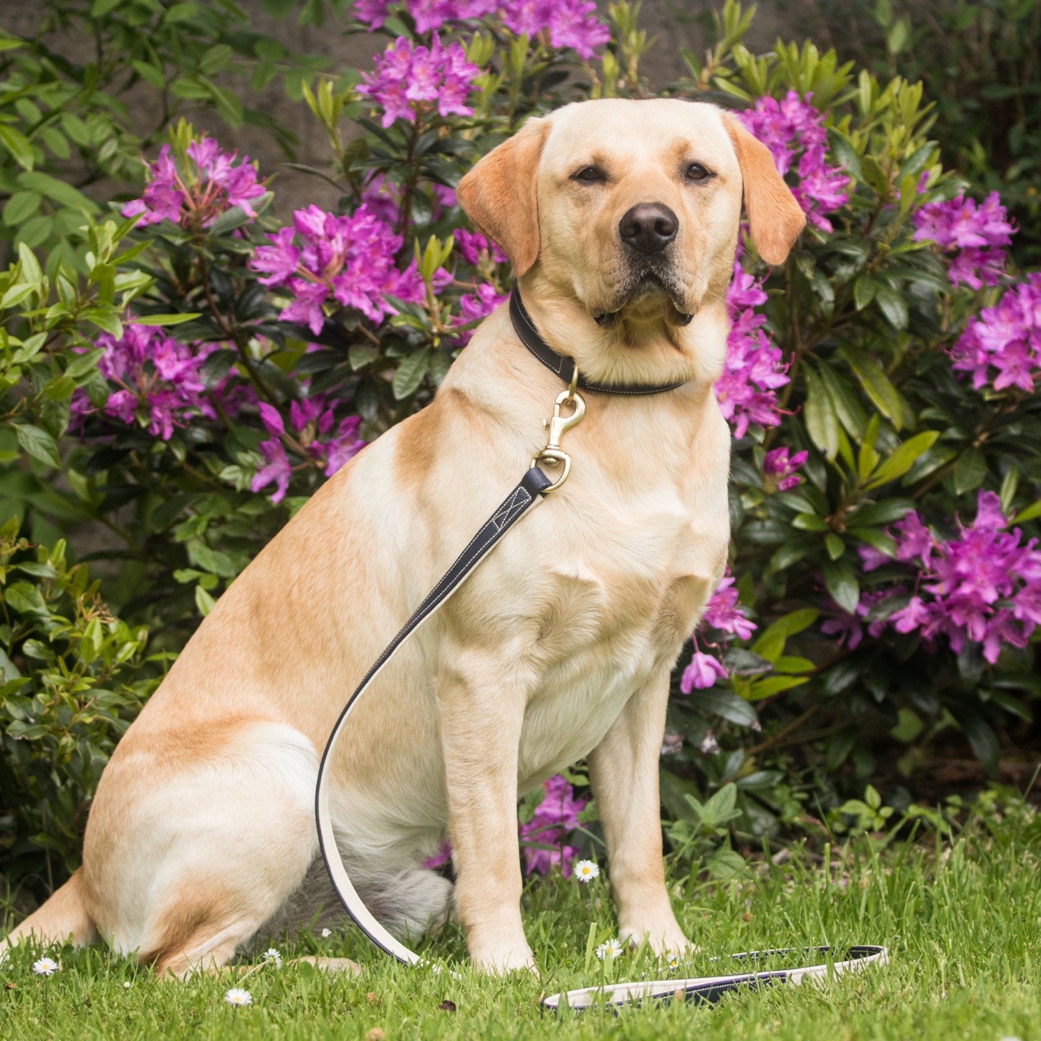 Labrador wearing Dapple Equestrian Dog Collar and Lead in Navy and Cream Leather