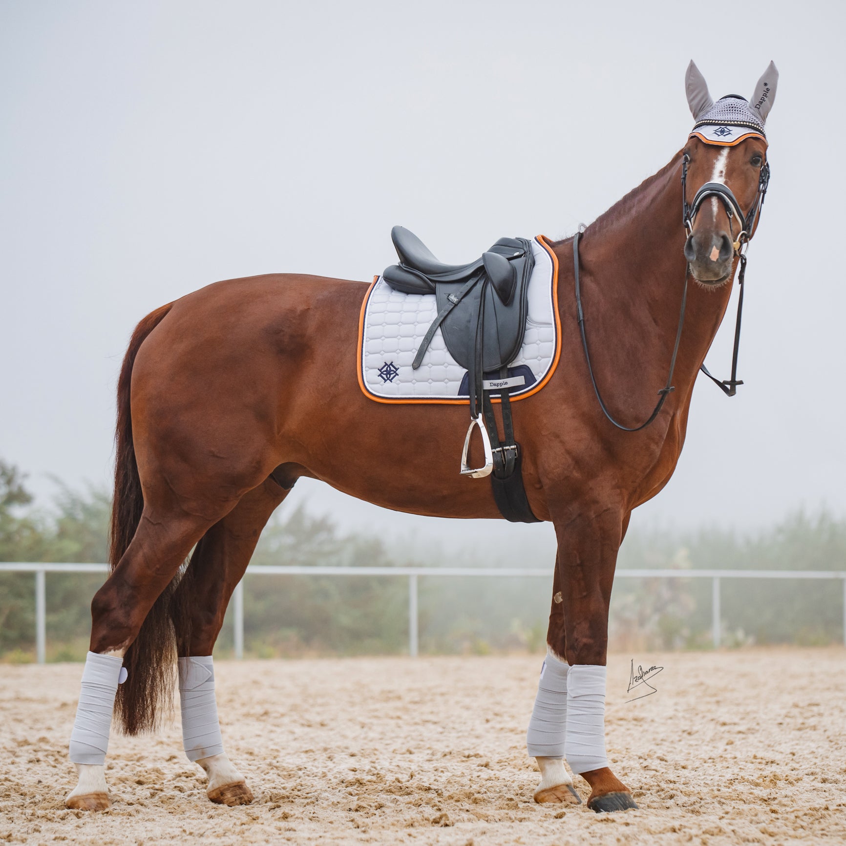 Dressage Horse wearing Cloud Grey Saddle Pad. Bandages, and Fly Veil