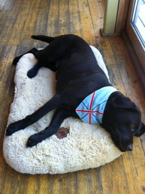 Black Labrador lying on Large Country Pet Luxury Dog Mat