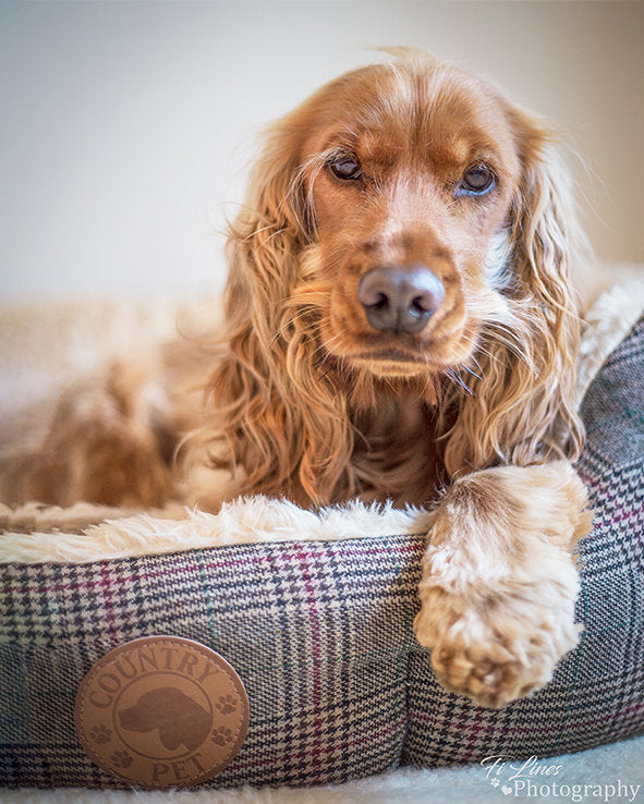 Cocker Spaniel in luxury tweed dog bed by Country 