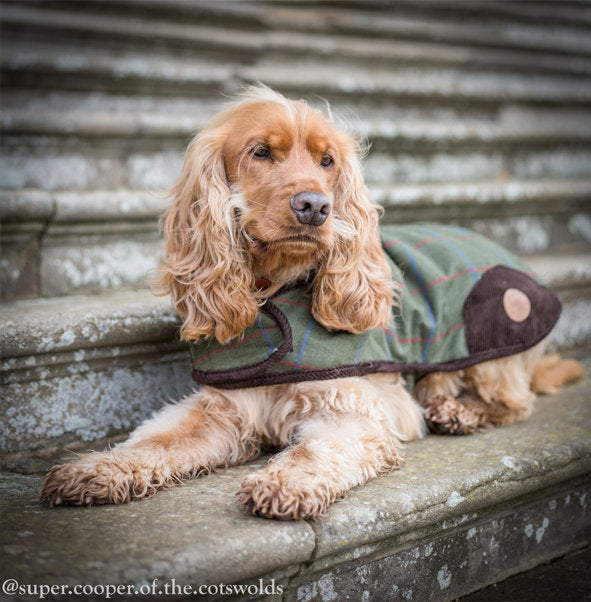 Cocker Spaniel lying down wearing Luxury Tweed Dog Coat by Country Pet