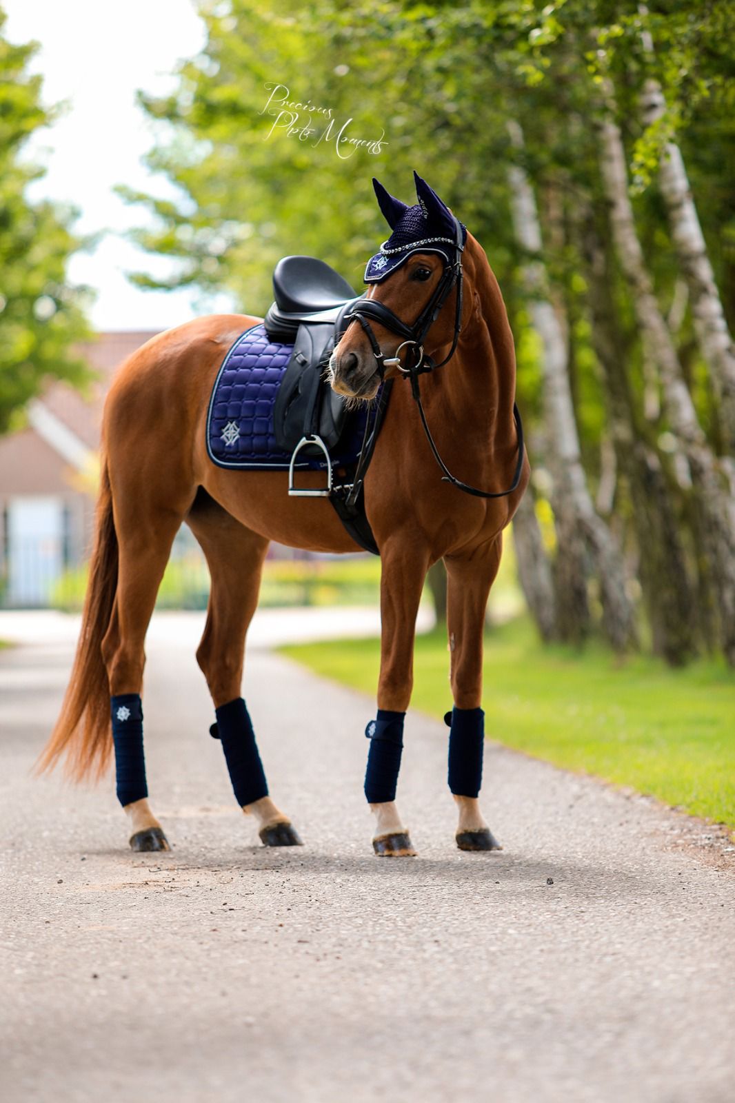 Oxford Blue Matching Saddle Pad and Fly Veil