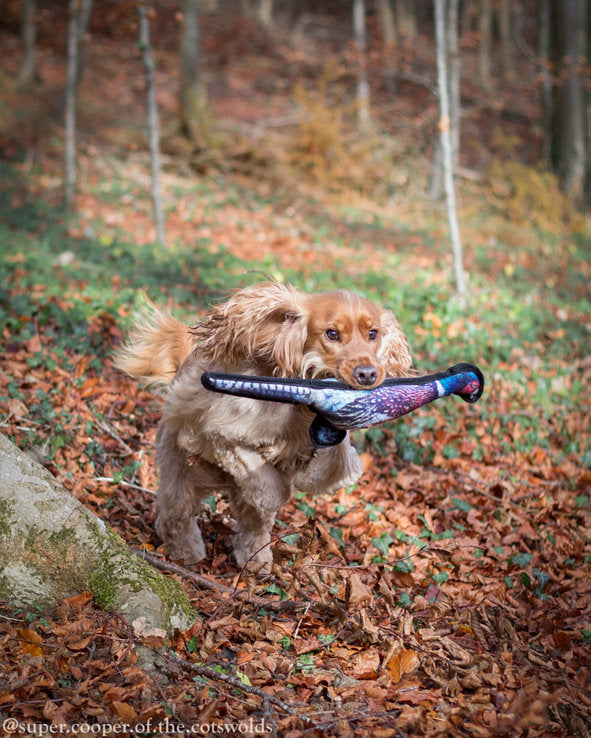 Cocker Spaniel playing with Country Pet Tuff Dog Toy Pheasant